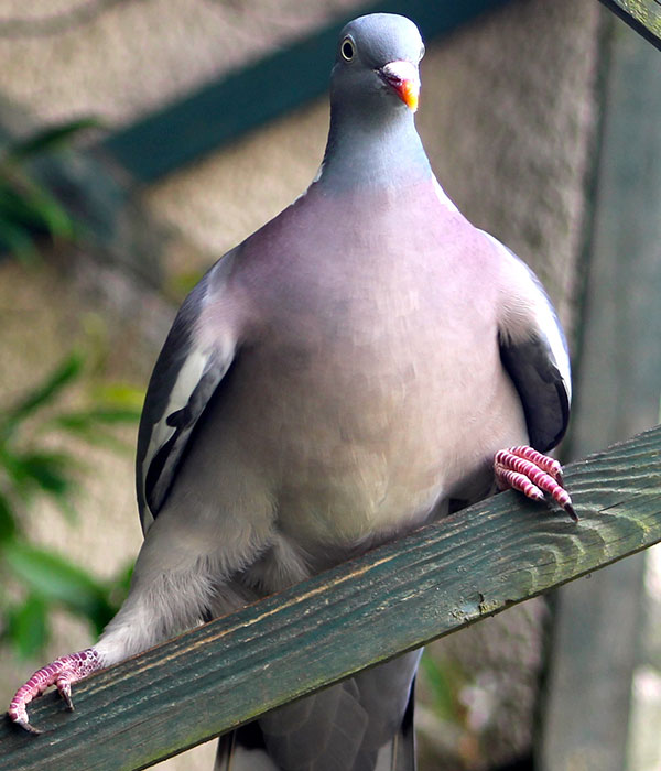 A wood pigeon balances on a sloping wooden fence, legs splayed as if performing the splits.