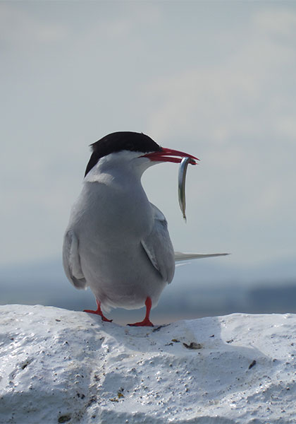 An Arctic tern perches on a white wall with a silver sandeel in its beak.