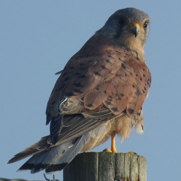Close-up of a male kestrel perched on a fence post.