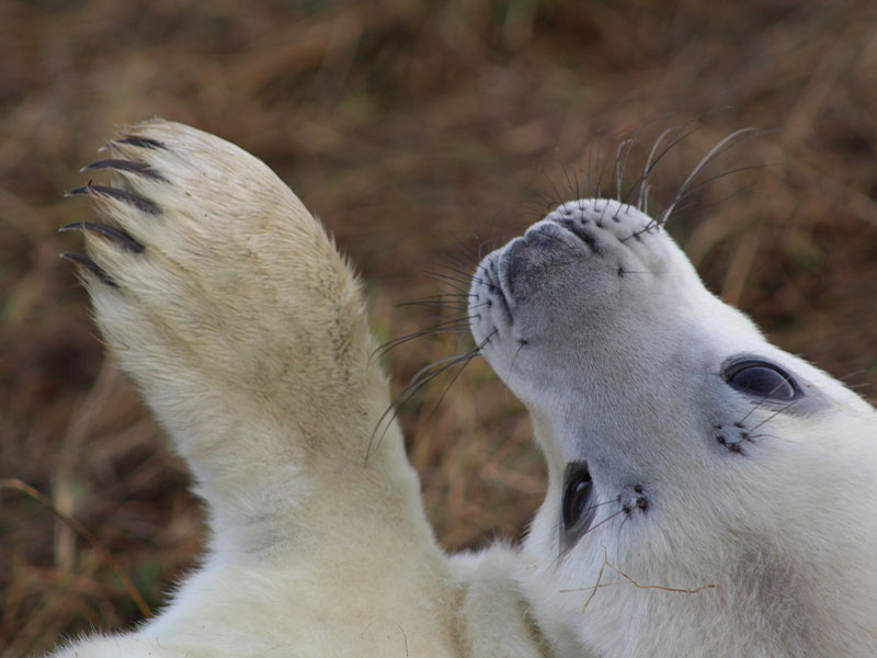A white Atlantic grey seal pup raises his/her front flipper in the air