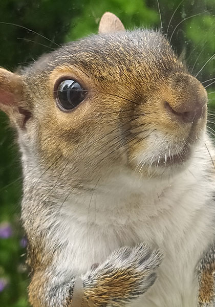 Close-up of the whiskered face and white throat and chest of a grey squirrel.