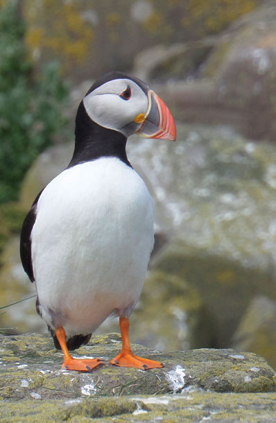 An Atlantic puffin stands on a rock, with its colourful blue, orange and yellow beak pointing to the right.