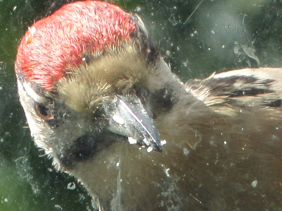 Close-up of the face and red crown of a juvenile great spotted woodpecker.