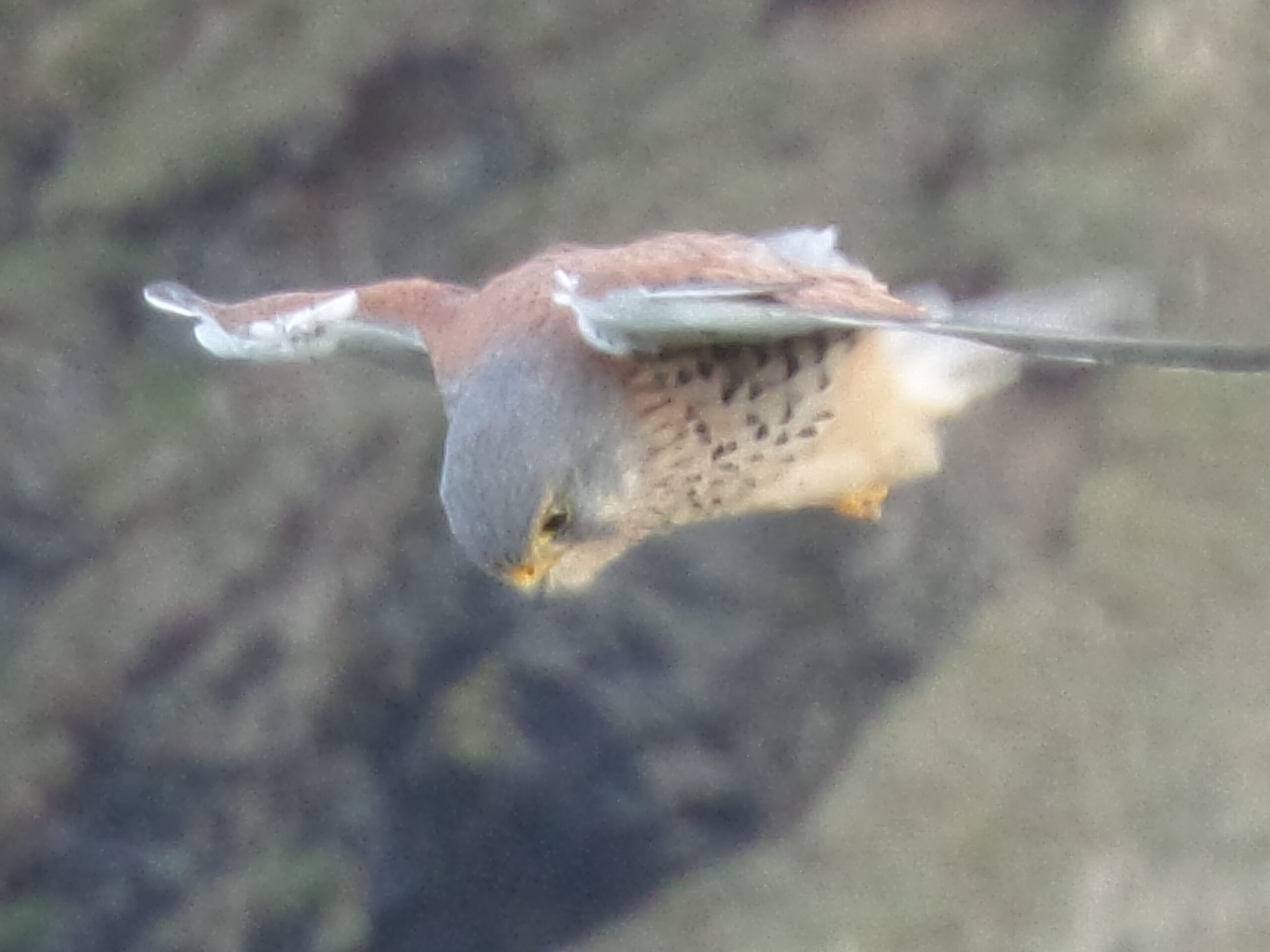A male kestrel hovers, eyes fixed on the ground below.