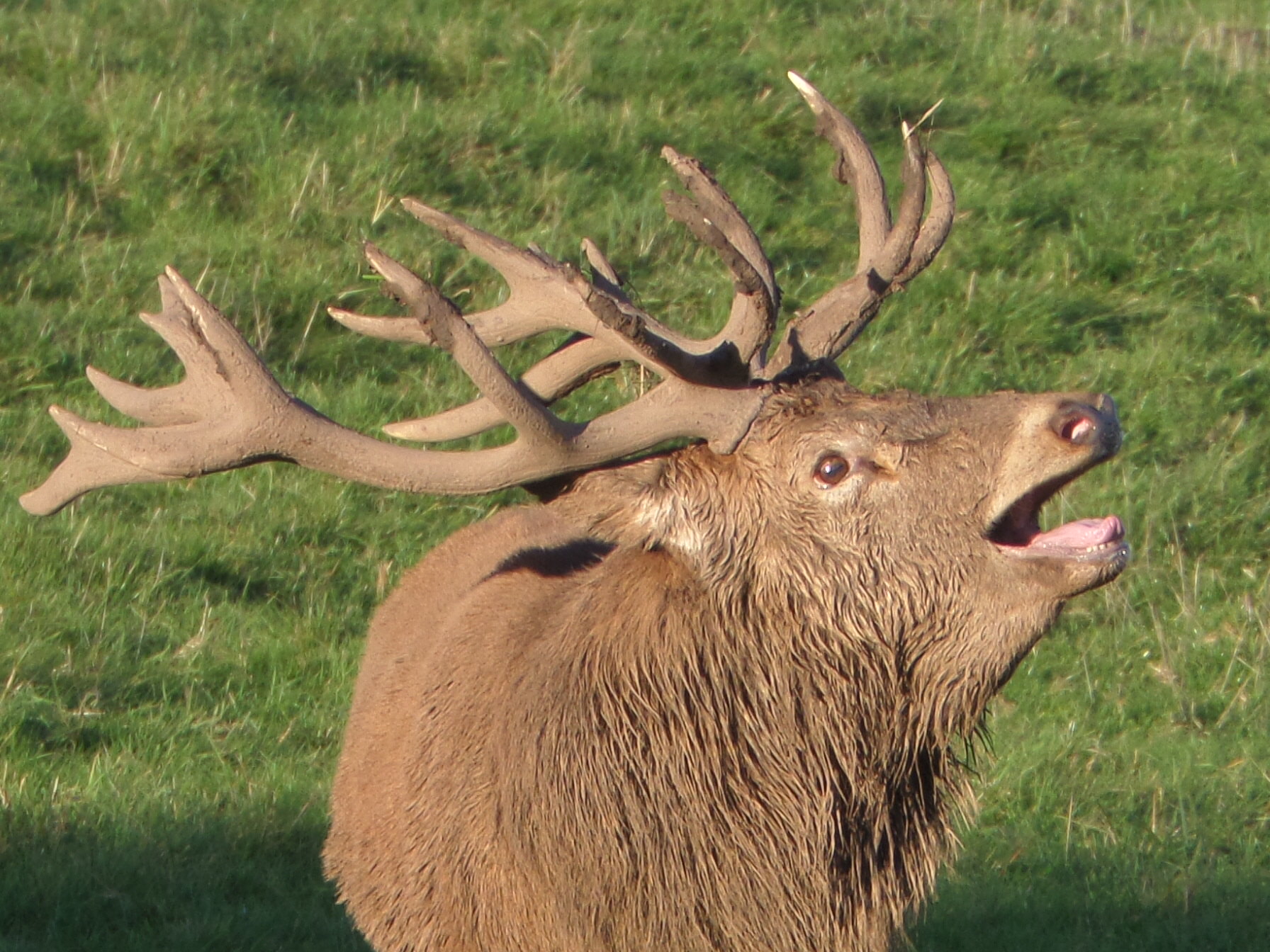 A male red deer stag with large antlers has his mouth open to let out a roar in the autumn breeding season.